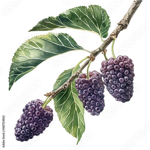 watercolor vector of Mulberry, isolated on a white background.