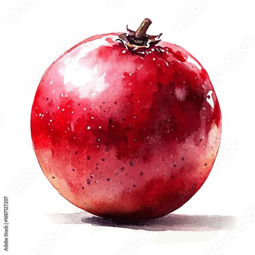 Miracle Fruit, watercolor drawing vector, isolated on a white background.