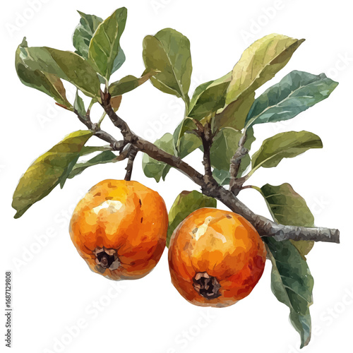 Medlar, watercolor clipart vector, isolated on a white background.