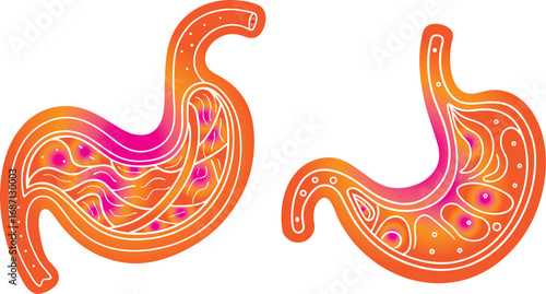 Minimalist Stomach Icon Vector – Human Digestive System Symbol in Line Art Style