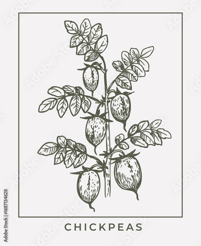 Chickpeas plant, hand drawn sketch, vector realistic illustration