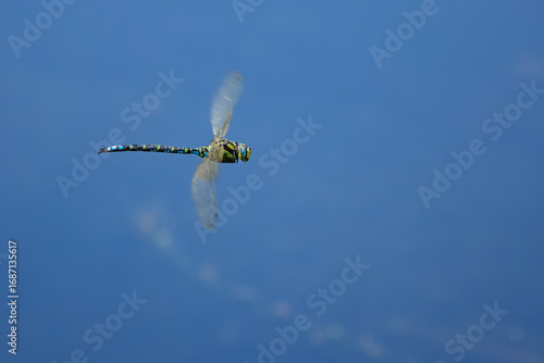 eine Libelle im Flug