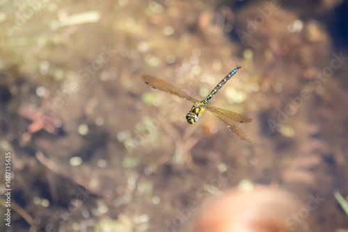 fliegende Blaugrüner Mosaikjungfer an einem Teich 