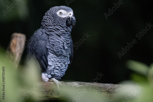 grauer Papagei auf einem Ast