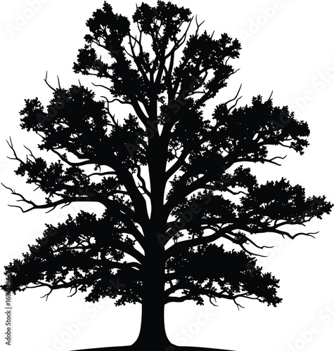 Wallpaper Mural Large oak tree silhouette illustration, black forest tree design, detailed nature outline, botanical vector artwork, woodland landscape element, environmental graphic Torontodigital.ca