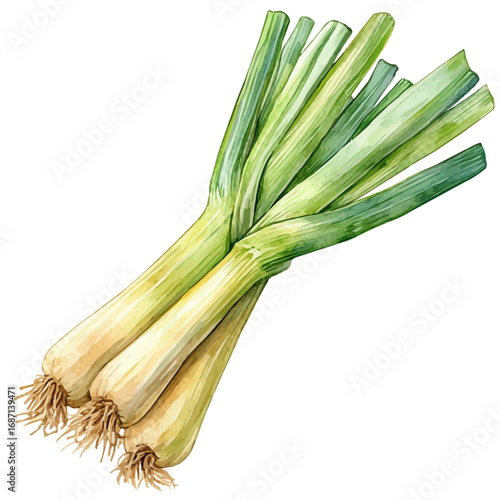 Leek, watercolor illustration vector, isolated on a white background.