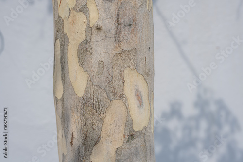 The bark of a tree