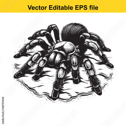 Tarantula spider illustration, isolated on white background
