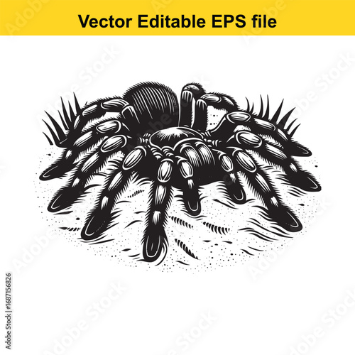 Tarantula spider illustration, isolated on white background