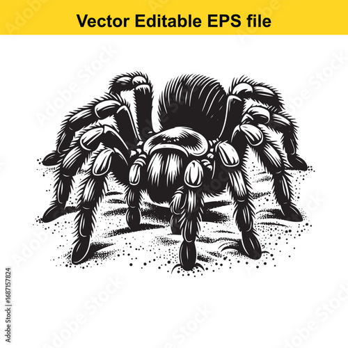 Black and white illustration of a tarantula spider isolated on white background