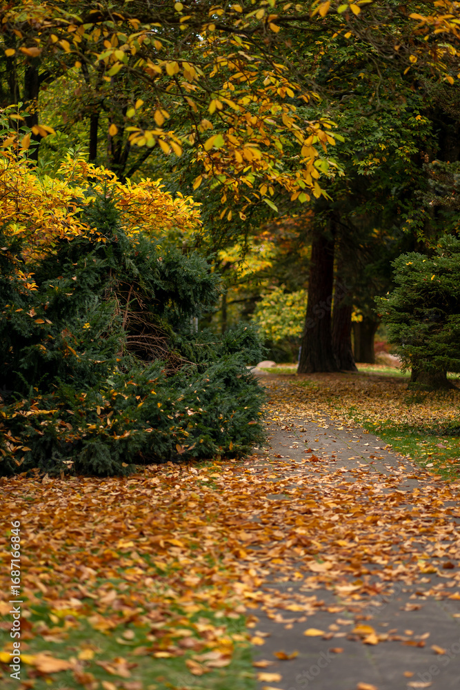 Φωτογραφία View of a walking path in a city park strewn with yellow and orange autumn leaves