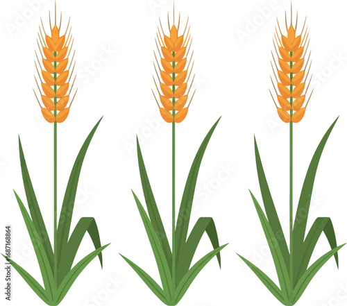 Golden wheat stalks harvest growth nature agriculture field organic food ingredient vector