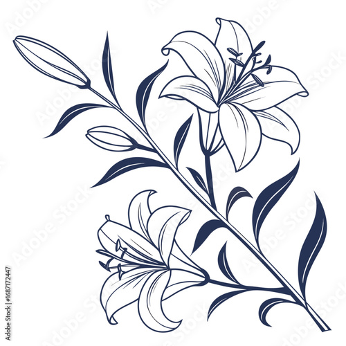 Elegant Lily Illustration Delicate Floral Branch