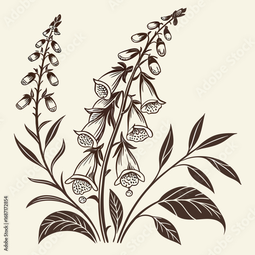 Foxglove Flower Vintage Illustration