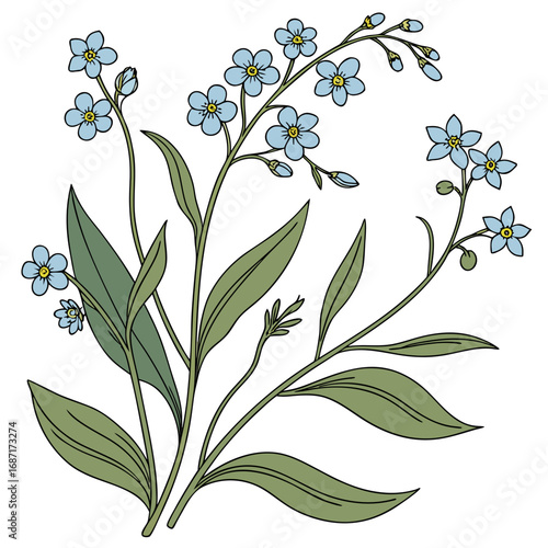 Forget-Me-Not Botanical Illustration