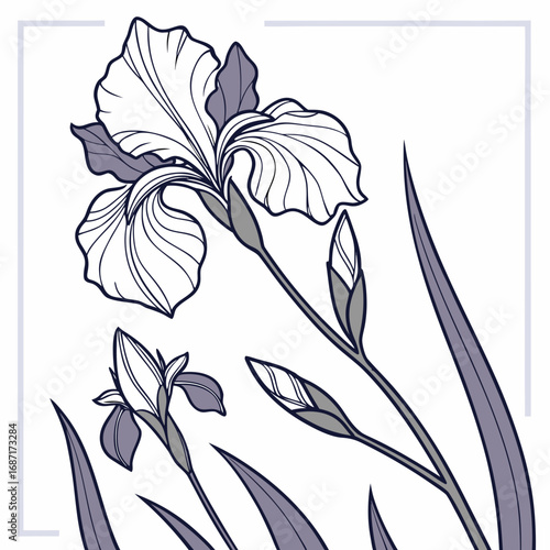 Elegant Iris Flower Line Art Design