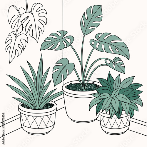 A collection of potted houseplants including a monstera plant and other greenery in decorative pots