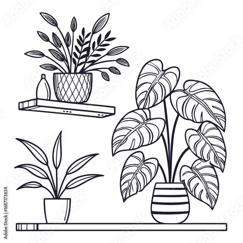 Clean line art illustration of potted houseplants on shelves with decorative vase