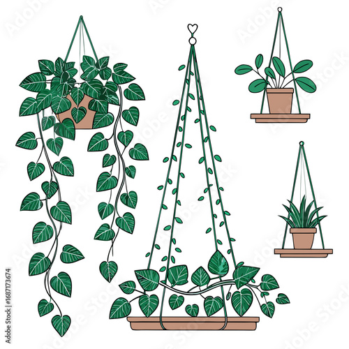 Collection of hanging potted plants with lush green leaves in simple terracotta pots and macrame hangers
