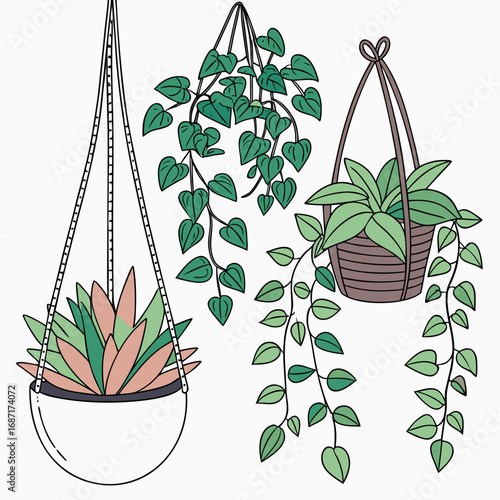 Collection of three hanging potted plants with green leaves and succulents on a white background