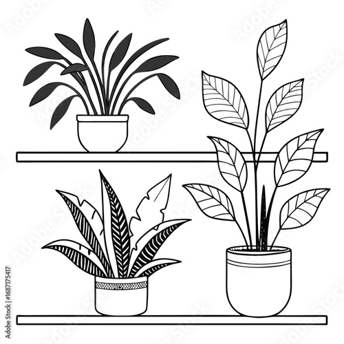 Three potted houseplants with distinct leaf patterns displayed on two minimalist shelves in a clean line art illustration