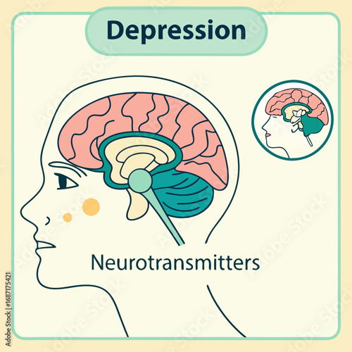 Brain Anatomy and Neurotransmitters Illustration