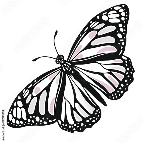 Monarch butterfly illustration with detailed wing patterns, showcasing black, white, and pink colors against a white background.