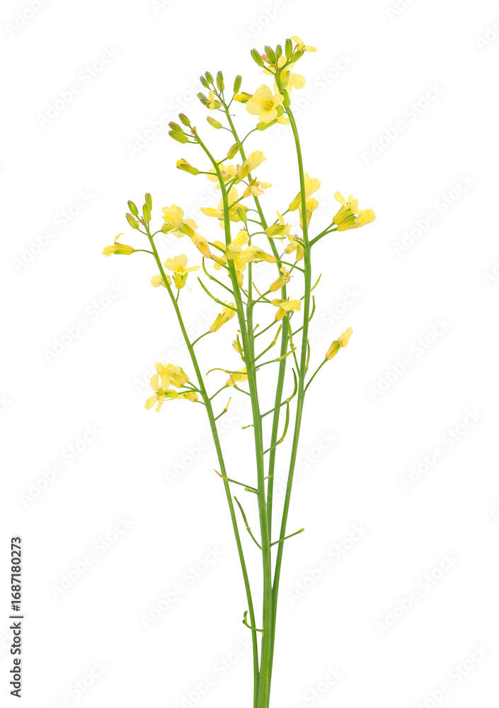 Fototapeta premium Yellow Calabrian broccoli flower isolated on white background, Brassica oleracea