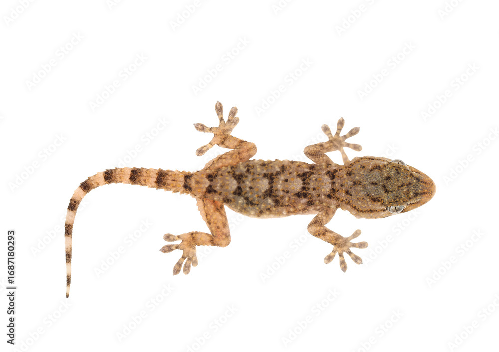 Naklejka premium House gecko isolated on white background, Hemidactylus turcicus