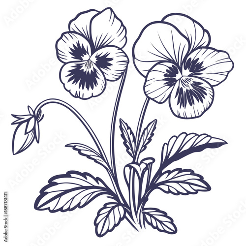 Elegant Pansy Flower Outline Illustration