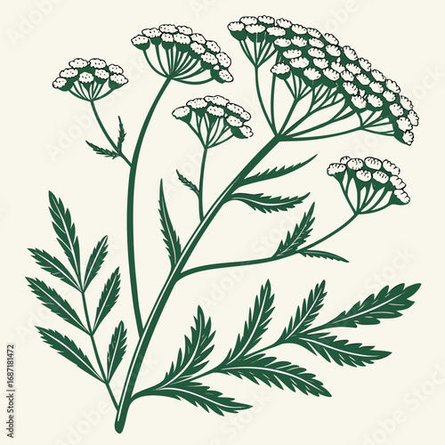 Vintage Botanical Illustration of Wild Herb Plant