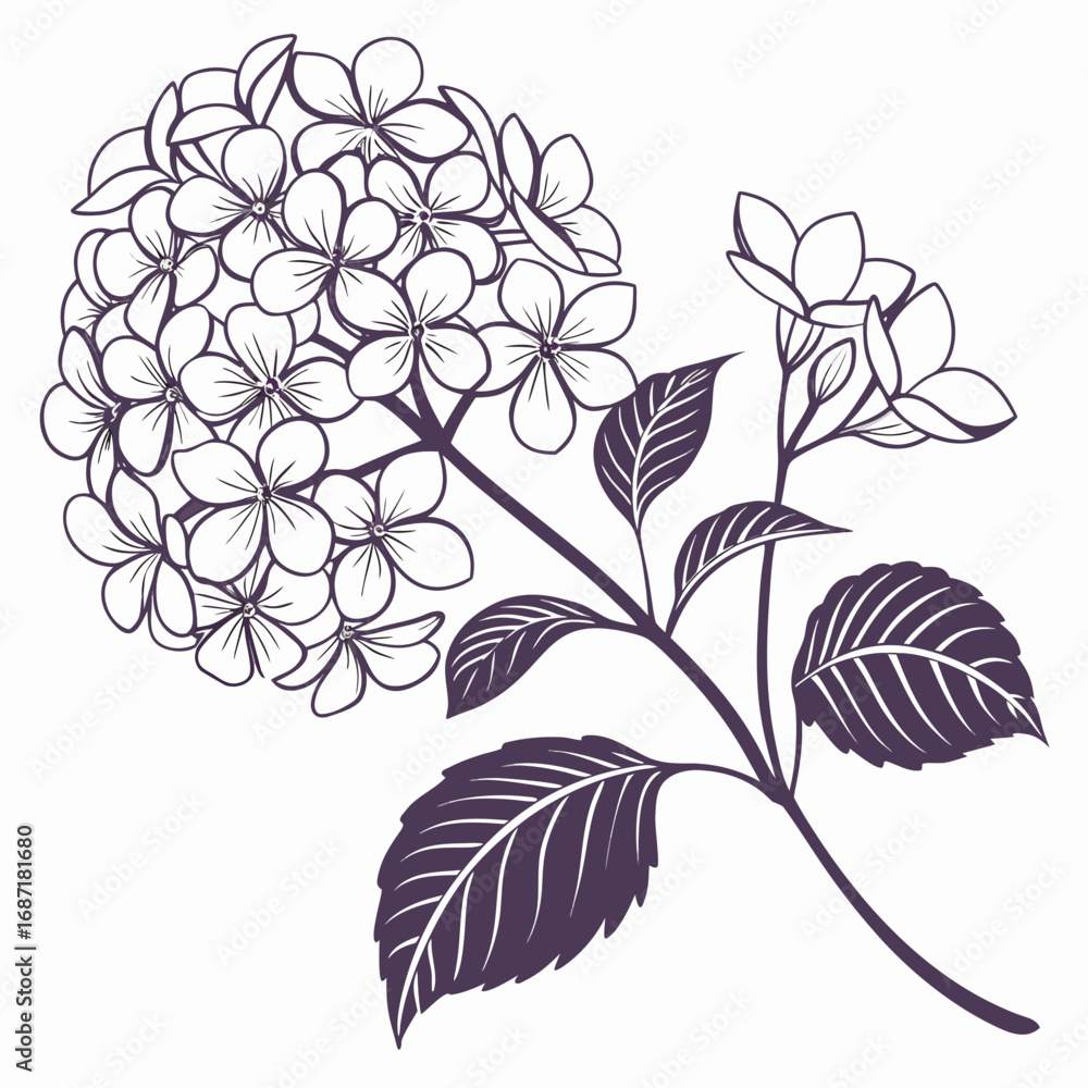 Obraz premium Hydrangea Blossom Illustration in Detailed Line Art