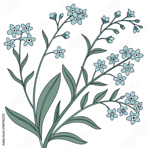 Illustration of delicate blue forget-me-not flowers