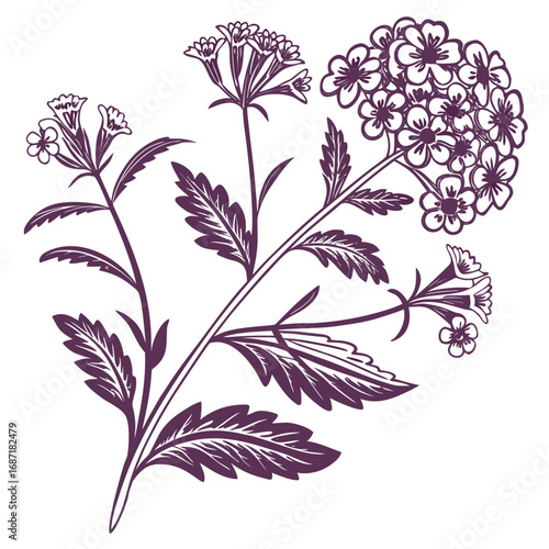 Vintage Botanical Drawing of a Flowering Herb