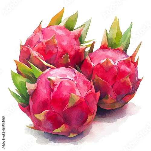 watercolor of Dragon Fruit, vector, isolated on a white background.