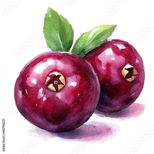 Cranberry, watercolor clipart vector, isolated on a white background.
