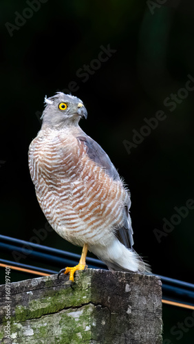 Female falcon standing on a light pole in the background of a forest environment.
