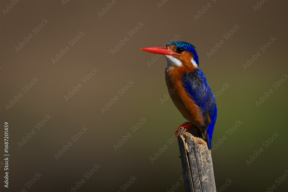 Fototapeta premium Malachite kingfisher with catchlight on tilting post