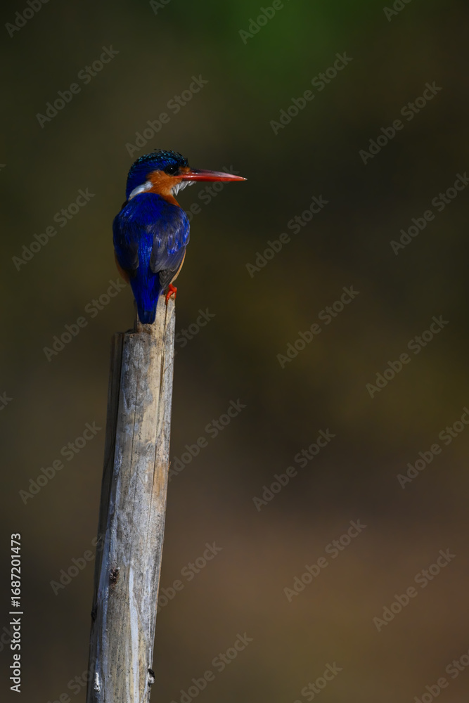 Fototapeta premium Malachite kingfisher turns head on tilting post