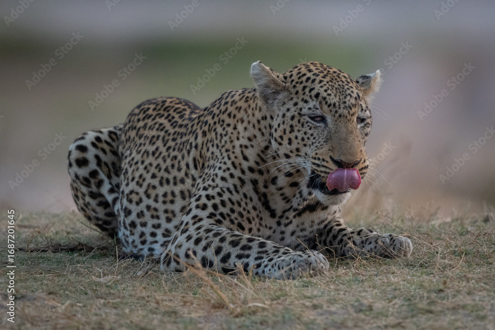 Obraz premium Male leopard lies licking lips on grass