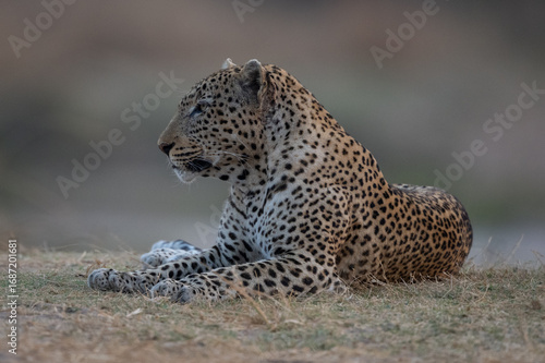 Male leopard lies on grass beside river
