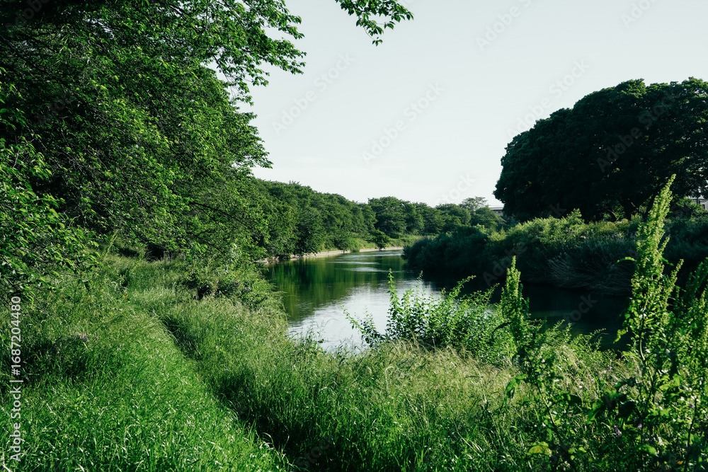 Obraz premium 土手と新緑