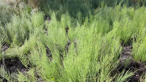 Frost pine sprouts in an alpine meadow during spring sunrise