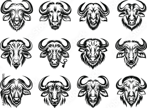 African Buffalo