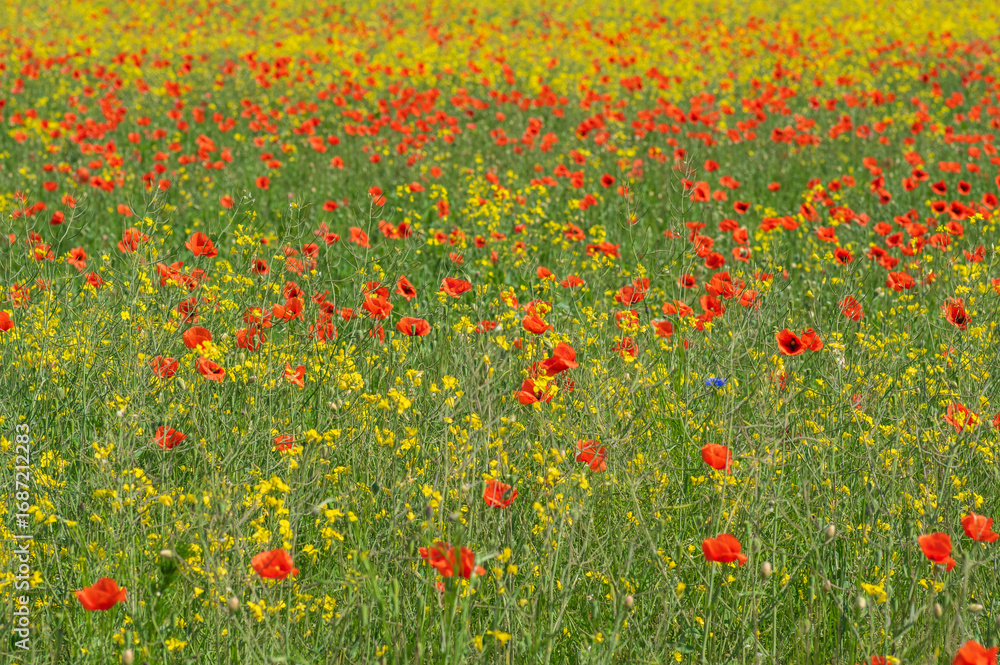 Fototapeta premium field of red poppies and yellow wild radish flowers in summer