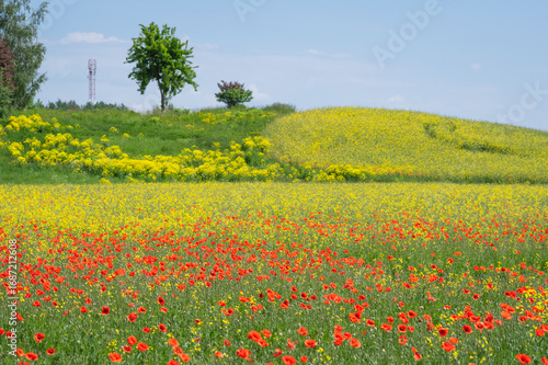 A scenic summer landscape of a vibrant green meadow filled with blooming red poppies and yellow wildflowers under a bright blue sky.