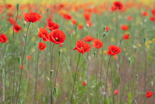 field of red poppies