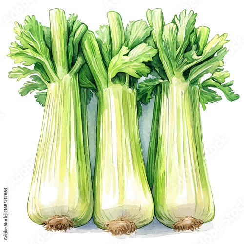 watercolor of Celery, vector, isolated on a white background.