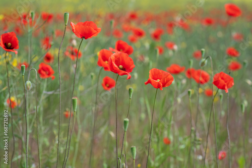 field of red poppies