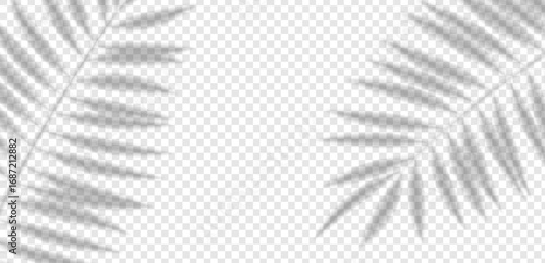 Palm leaf shadow overlay with tropical foliage on white wall. Realistic summer vector background for beach design, decoration, abstract mockup or exotic natural scene.